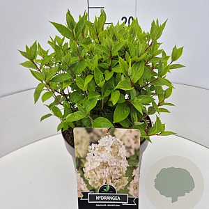 Hydrangea pan. 'Grandiflora' 30 cm 10L