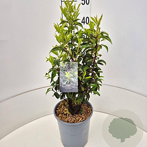 Prunus l. 'Angustifolia' 40-50 cm 6,5L