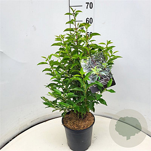 Prunus l. 'Angustifolia' 40-50 cm 6,5L