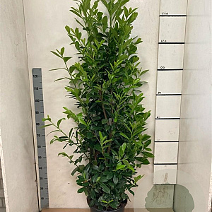 Prunus l. 'Novita' 140-160 cm draadkluit solitair rose