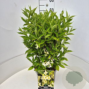 Weigela 'Candida' 40-60 cm 10L