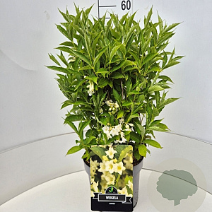 Weigela 'Candida' 40-60 cm 10L