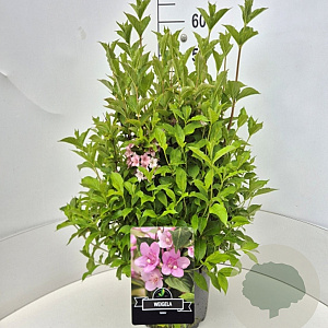 Weigela 'Rosea' 40-60 cm 10L