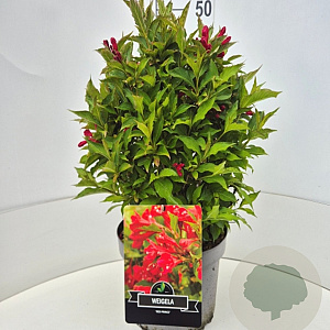 Weigela 'Red Prince' 40-60 cm 10L