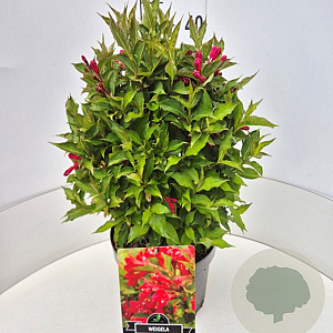 Weigela 'Red Prince' 40-60 cm 10L