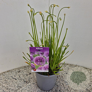 Allium 'Millenium' 15-20 cm C1.5