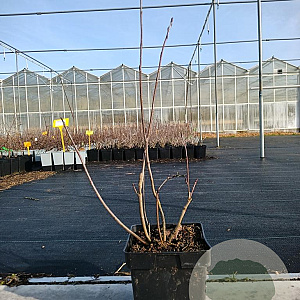 Aronia prunifolia 'Viking' 40-50 cm 3,0L