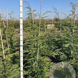 Cupressocyparis leylandii 125-150 cm met kluit