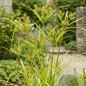 Cyperus glaber GM P9 leverbaar