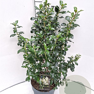 Escallonia 'Iveyi' 40-50 cm 5,0L