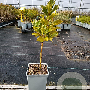 Ilex aquifolium 30-40 cm P10,5