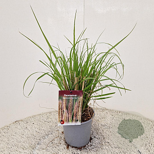 Pennisetum al. 'Redhead' 25-30 cm 2,5L