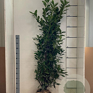 Prunus l. 'Novita' 150-175 cm met kluit