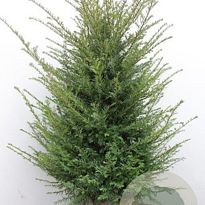 Taxus baccata 100-125 cm met kluit
