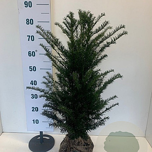 Taxus baccata 60-80 cm met kluit
