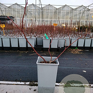 Vaccinium c. 'Duke' 20-40 cm C1.5