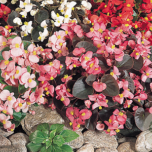 Begonia semperflorens GM P12
