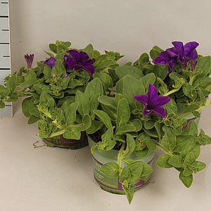 Petunia surfinia Giant Blue GM P12
