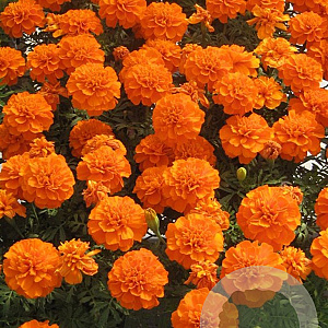 Tagetes patula 'Nana Bonanza Orange' sixpack gm P9