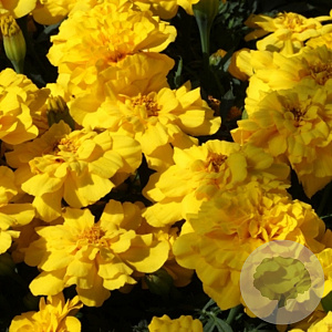 Tagetes patula 'Nana Bonanza Yellow' sixpack gm P9