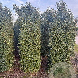 Prunus l. 'Angustifolia' 200-225 cm draadkluit