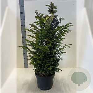 Taxus baccata 60-80 cm 10L