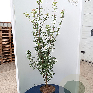 Acer griseum 175-200 cm 50L
