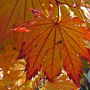 Acer japonicum 'Meigetsu' 200-250 cm cont. 80L