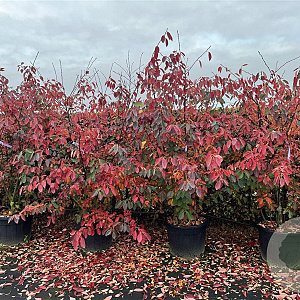 Amelanchier lamarckii 175-200 cm cont. 70L