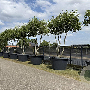 Amelanchier lamarckii 250-300 cm cont. 500L paraplu