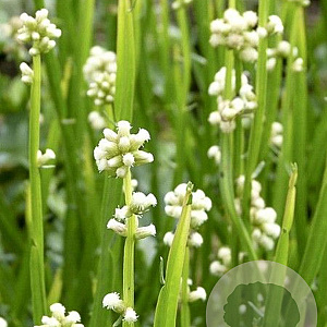 Baccharis genistelloides 80-100 cm 20L