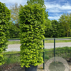 Carpinus betulus 200x100x30 container Haagelement 100Bx40D