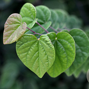 Cercis can. 'Ace of Hearts' 125-150 cm cont. 80L