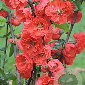 Chaenomeles spec. Mango Storm 125-150 cm 35L