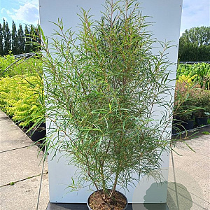 Frangula alnus 'Aspleniifolia' 175-200 cm cont. 80L