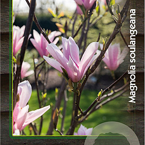 Magnolia soulangeana 150-175 cm 20L