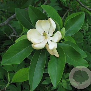 Magnolia virginiana 100-125 cm 20L