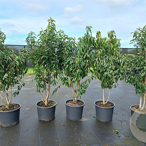Prunus l. 'Angustifolia' 125-150 cm 20L