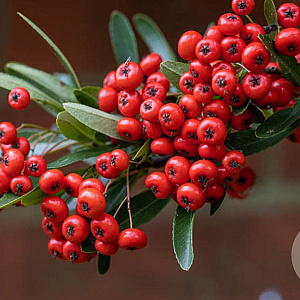 Pyracantha Saphyr Rouge 175-200 cm 20L 3 stok