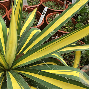 Yucca flaccida 'Golden Sword' 40-50 cm 20L