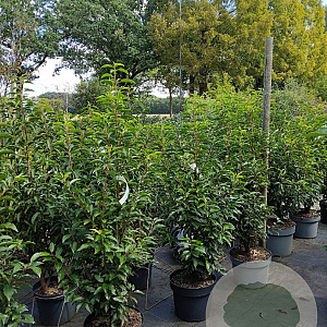 Prunus l. 'Angustifolia' 80-100 cm 7,5L