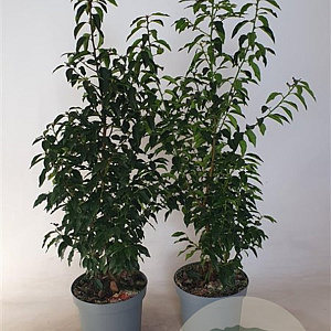 Prunus l. 'Angustifolia' 80-100 cm 7,5L