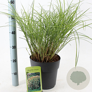 Miscanthus sin. 'Yaku Jima' 90-100 cm 6,5L