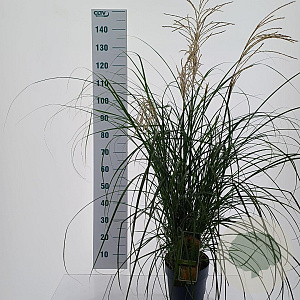 Miscanthus sin. 'Yaku Jima' 90-100 cm 6,5L