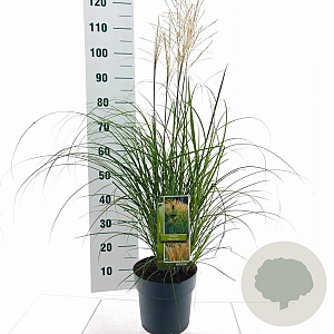 Miscanthus sin. 'Yaku Jima' 90-100 cm 6,5L