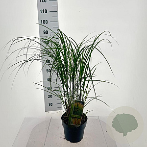 Miscanthus sin. 'Yaku Jima' 90-100 cm 6,5L