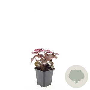 Heuchera m. 'Palace Purple' GM P9