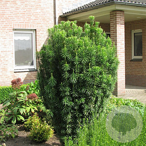 Cephalotaxus h. 'Fastigiata' 40-50 cm 5,0L