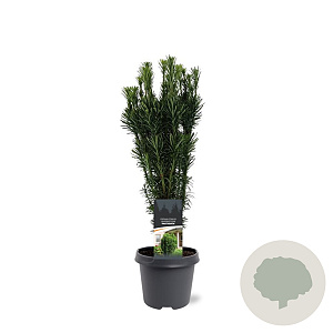 Cephalotaxus h. 'Fastigiata' 40-50 cm 5,0L