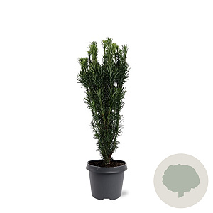 Cephalotaxus h. 'Fastigiata' 40-50 cm 5,0L